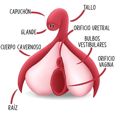 Anatomía del clítoris