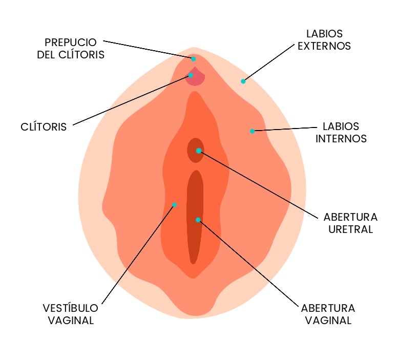 Anatomía de la vulva